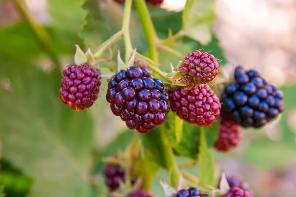 Vista de cerca de un montón de moras. Maduración del negro — Foto de Stock