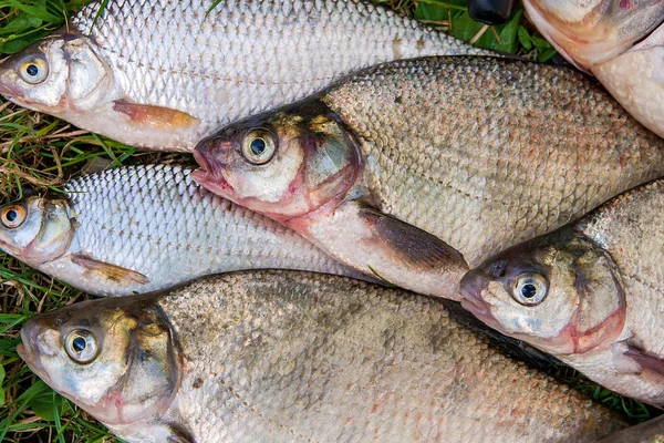 Pile of the common bream fish, crucian fish, roach fish, bleak f