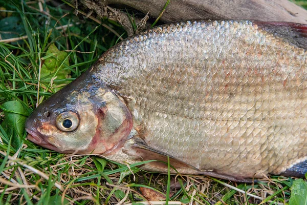 Diverse voorkomende brasem vissen op groen gras. Vangen van zoetwater fi — Stockfoto