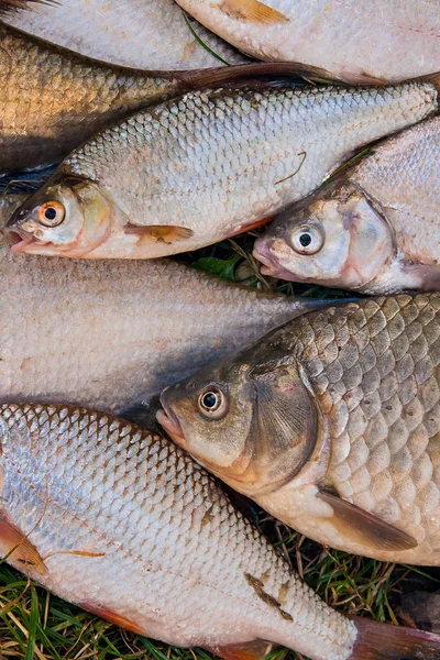 Pile of the common bream fish, crucian fish, roach fish, bleak f