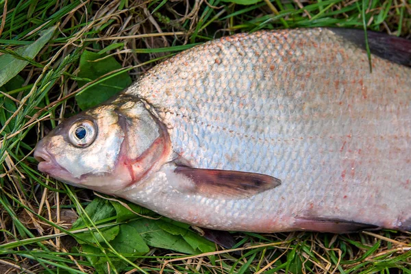 Several common bream fish on green grass. Catching freshwater fi — Stock Photo, Image
