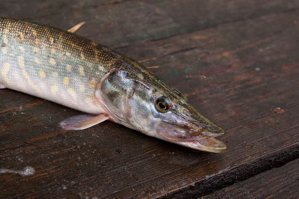 Pesce luccio d'acqua dolce su fondo di legno vintage . — Foto Stock