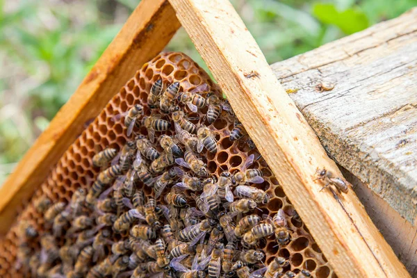 Abelhas a trabalhar numa colmeia em favo de mel. Vista de perto do workin — Fotografia de Stock