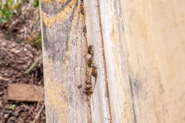 Abeilles essaim à l'entrée de la vieille ruche dans le rucher — Photo