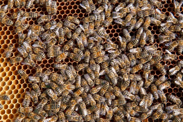 Des abeilles en ruche en nid d'abeille. Vue rapprochée du workin — Photo