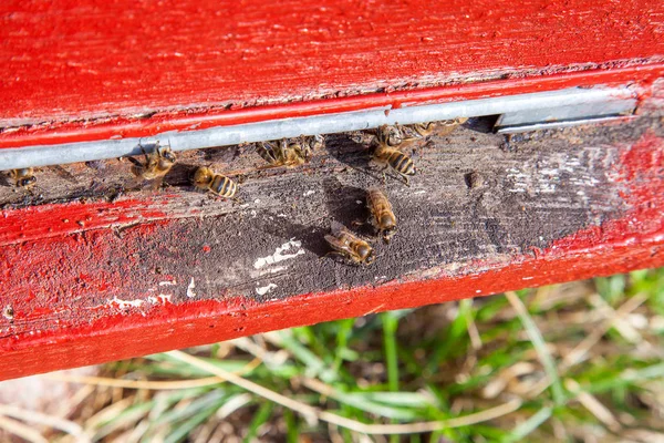 Abelhas enxameadoras na entrada da velha colmeia em apiário — Fotografia de Stock