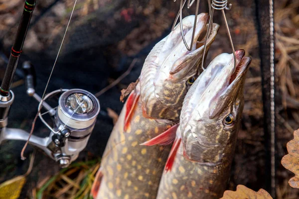 Freshwater pike fish. Two freshwater pike fish on fish stringer