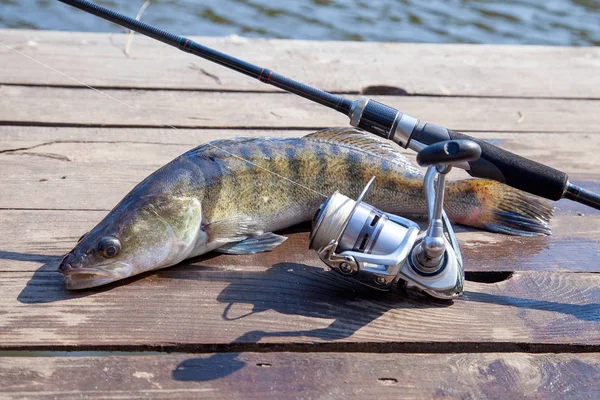 Freshwater zander and fishing equipment lies on wooden backgroun