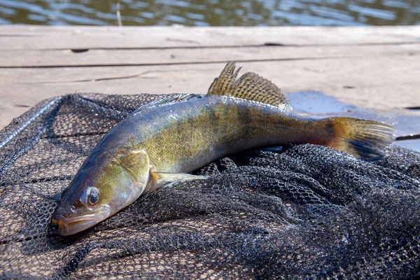 Zander d'acqua dolce e attrezzature da pesca si trova su backgroun in legno — Foto Stock