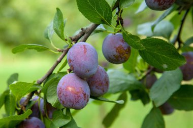 Gün batımı ışık olgun sulu meyve ile Erik ağacı dalı