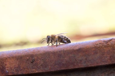 İnsan worl meraklı bir arı yakın