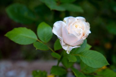 Garde büyüyen güzel gül çalı