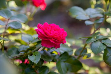 Garde büyüyen güzel gül çalı