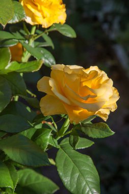 Garde büyüyen güzel gül çalı