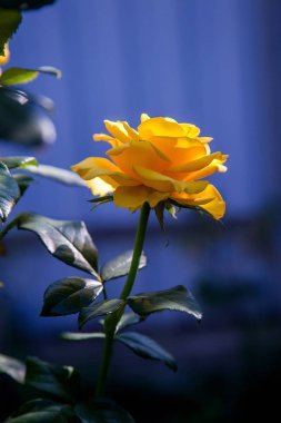 Garde büyüyen güzel gül çalı