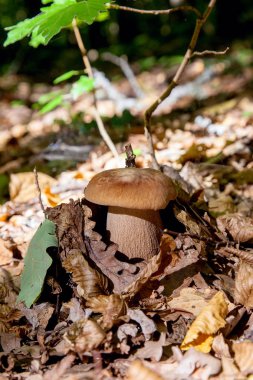 Vahşi doğada boletus mantarı. Porcini mantar ön planda yetişir