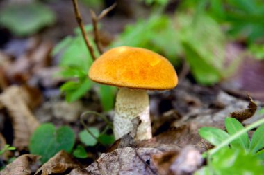 Vahşi doğada tek kırmızı boletus mantarı. Kırmızı boletus mantar gr