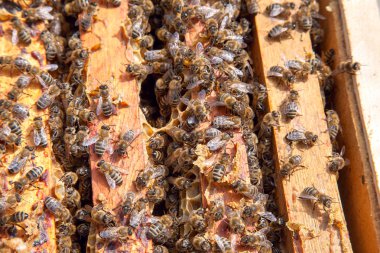 Petek üzerinde arıların sısıntisini gösteren açık kovan