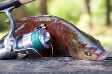 Büyük tatlı su ortak çipura ve olta zekâ görünümü kapatın