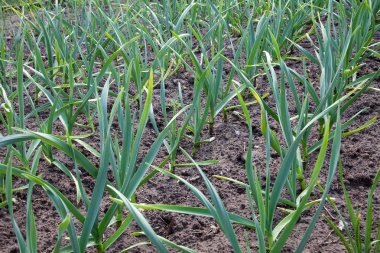 Bahçede yetişen genç yeşil sarımsak. Bahar hasadı