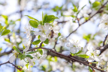 Elma ağacının beyaz çiçeği üzerinde ballı arı polen ve nec toplama