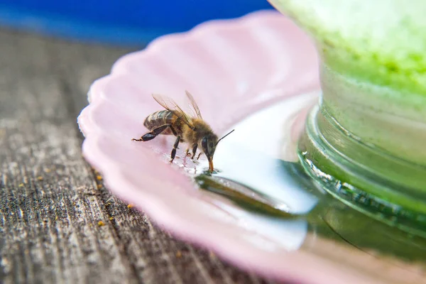 Primer plano de la bebida de abeja wate — Foto de Stock