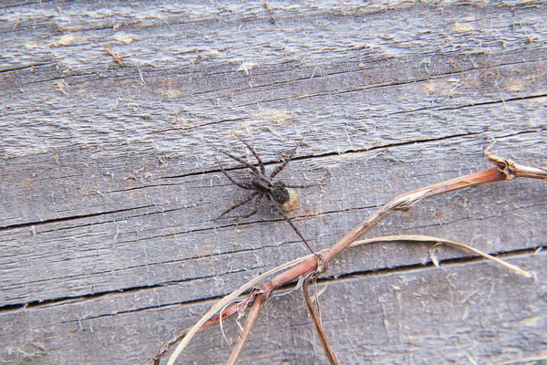 Vista da vicino di piccolo ragno su sfondo naturale — Foto Stock