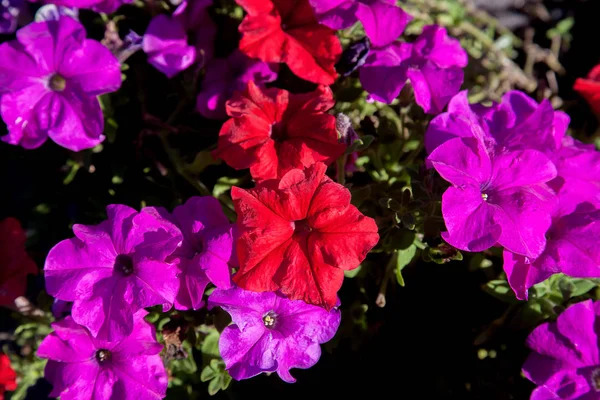 Blooming petunias on the flower bed. Close up view lots of petun — Stock Photo, Image