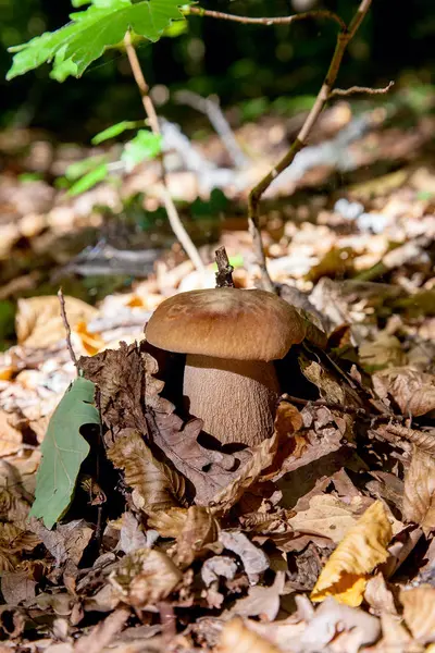 Cogumelo Boletus na natureza. Cogumelo Porcini cresce na frente — Fotografia de Stock