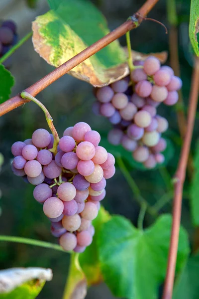 Skupina vinných hroznů s růžovými a zelenými plody v Gardě — Stock fotografie
