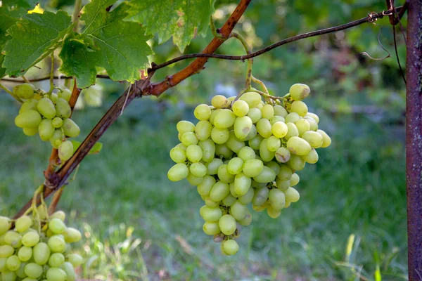 Um bando de uvas verdes na garde — Fotografia de Stock