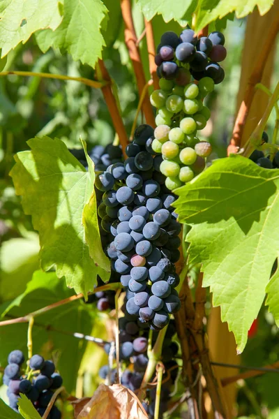 Um bando de uvas azuis na garde — Fotografia de Stock