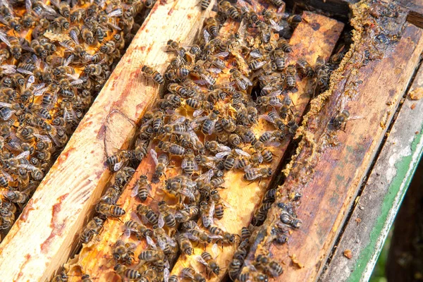 Open hive showing the bees swarming on a honeycomb — Stock Photo, Image