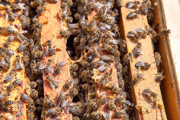 벌집에 떼지어 꿀벌을 보여주는 오픈 하이브 — 스톡 사진