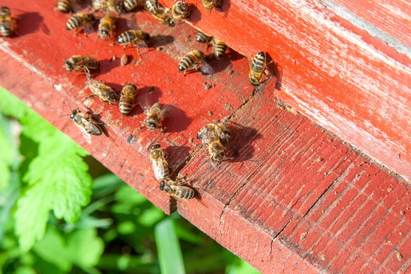 Enjambre de abejas en la entrada de la antigua colmena en el colmenar —  Fotos de Stock