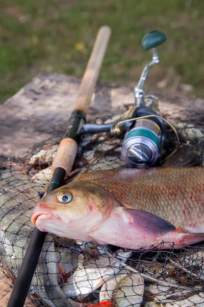 Troféu de pesca. Close-up vista de grande água doce comum bream fis — Fotografia de Stock