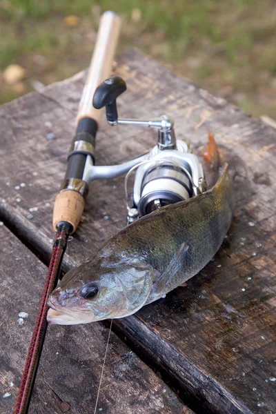 Trophy fishing. Big freshwater perch and fishing equipment on wo