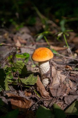 Vahşi doğada tek kırmızı boletus mantarı. Kırmızı boletus mantar gr