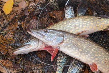 Tatlı su Pike balığı. İki tatlı su Pike balık iniş n yatıyor