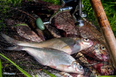 Bronz ile keepnet iki tatlı su beyaz çipura veya gümüş çipura