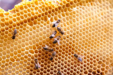 Petek üzerinde çalışan arıların yakından görünümü