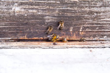Apiary beyaz arı kovanı girişinde swarming arılar