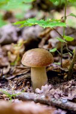 Vahşi doğada tek boletus mantarı. Porcini mantar t yetişir