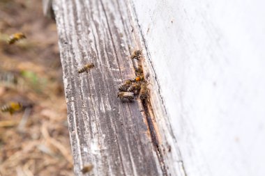 Apiary beyaz arı kovanı girişinde swarming arılar