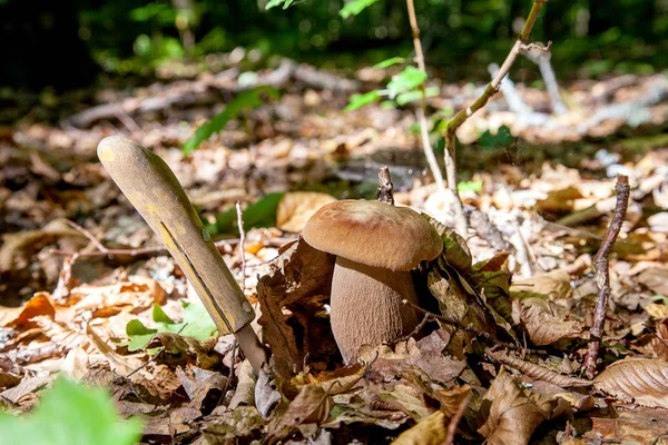 Borowik grzyb w naturze. Grzyb Porcini rośnie na pierwszy plan — Zdjęcie stockowe