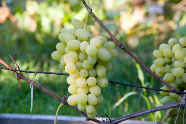 Bunch of green grapes in the garden