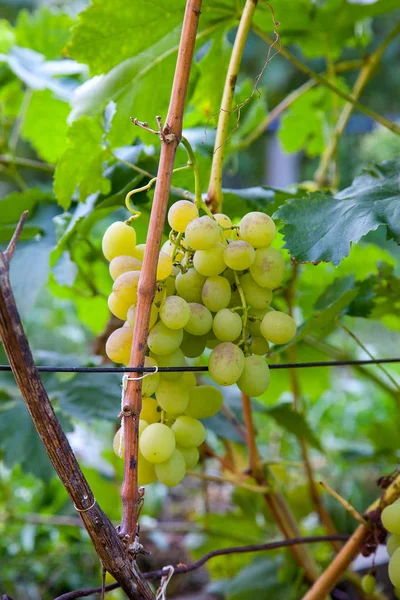 Zöld szőlőfürt, a kertben — Stock Fotó