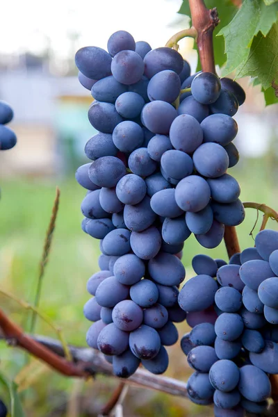 一束蓝色的葡萄在花园 — 图库照片