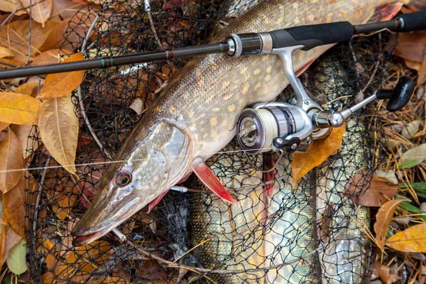 Freshwater pike fish. Freshwater pike fish lies on landing net w