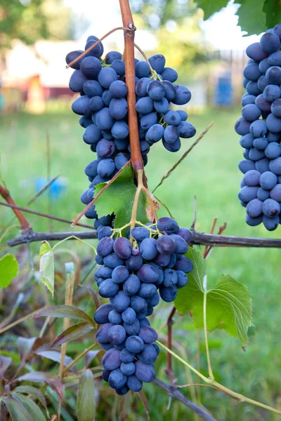 Ramo de uvas azules en la garde — Foto de Stock